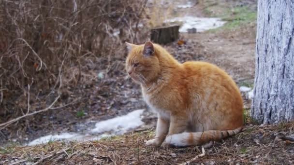 早いばねの通り公園にホームレスの赤猫。面白い都市猫 — ストック動画