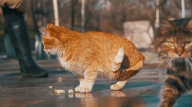 Erken ilkbaharda sokakta evsiz kedi ekmek besleme kadın. Ağır çekim