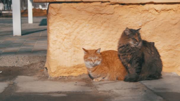 Två grå och röd hemlösa katter på gatan tidigt på våren — Stockvideo