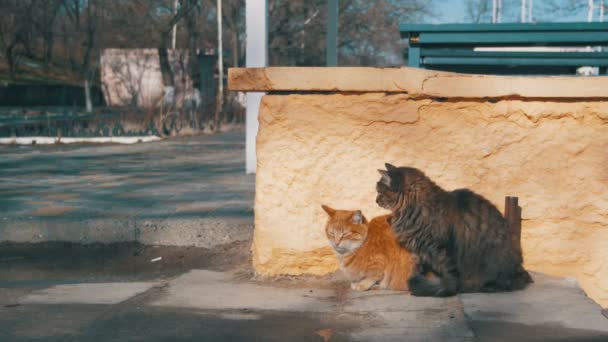Deux chats sans-abri gris et rouges dans la rue au début du printemps 