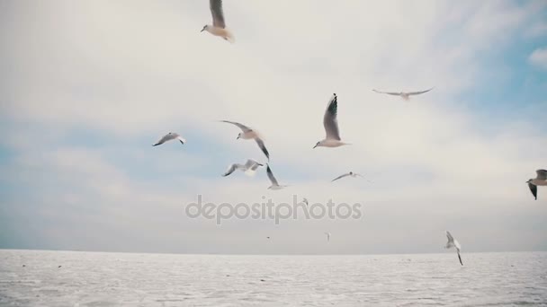 Seagulls Flying in the Air and Catch Food on Blue Sky Background. Slow Motion — Stock Video