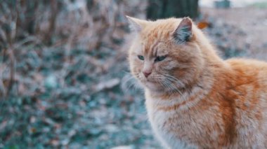 Erken Bahar sokak Park evsiz kırmızı kediler. Komik kentsel kedi