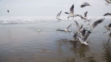 Dalış ve kış deniz buz kaplı yemek mücadele martılar grubudur. Ağır çekim