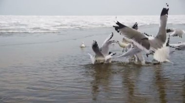 Dalış ve kış deniz buz kaplı yemek mücadele martılar grubudur. Ağır çekim