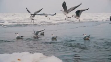 Dalış ve kış deniz buz kaplı yemek mücadele martılar grubudur. Ağır çekim