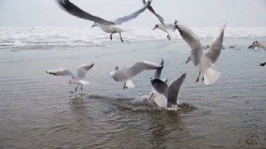 Dalış ve kış deniz buz kaplı yemek mücadele martılar grubudur. Ağır çekim