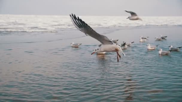 Grupo de gaviotas que bucean y luchan por comida en el mar cubierto de hielo de invierno. Moción lenta — Vídeo de stock