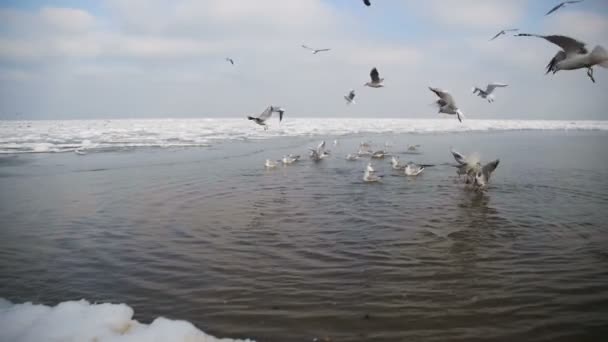 Groep van meeuwen duiken en vechten voor voedsel in de Winter ijs bedekte zee. Slow Motion — Stockvideo