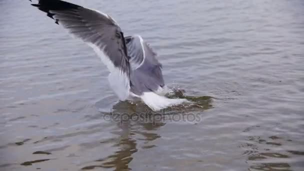 Seagull Diving and Fighting for Food in Winter Ice-Covered Sea. Moción lenta — Vídeos de Stock