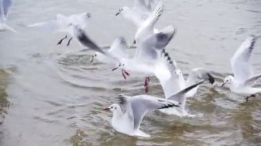 Dalış ve kış deniz buz kaplı yemek mücadele martılar grubudur. Ağır çekim