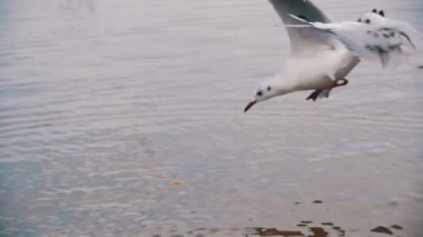 Martı kış deniz gıda için dalış. Ağır çekim