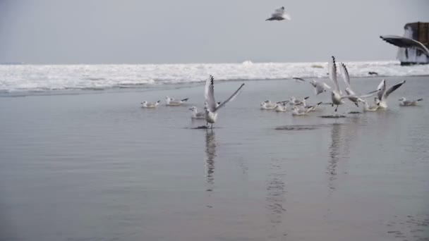 Group of Seagulls Diving and Fighting for Food in Winter Ice-Covered Sea. Slow Motion — Stock Video