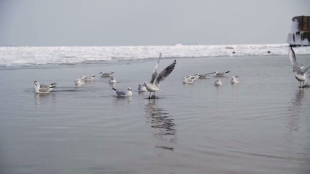 Groep van meeuwen duiken en vechten voor voedsel in de Winter ijs bedekte zee. Slow Motion — Stockvideo