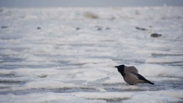 Crow Sits on the Frozen Ice-Covered Sea in Slow Motion — Stock Video