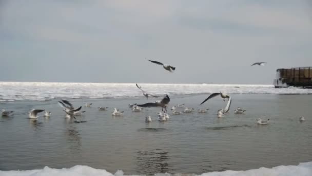 ダイビングや冬の氷に覆われた海の食べ物のために戦ってカモメのグループ。スローモーション — ストック動画