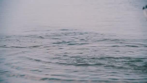 Seagull Diving for Food in Winter Sea. Mouvement lent — Video