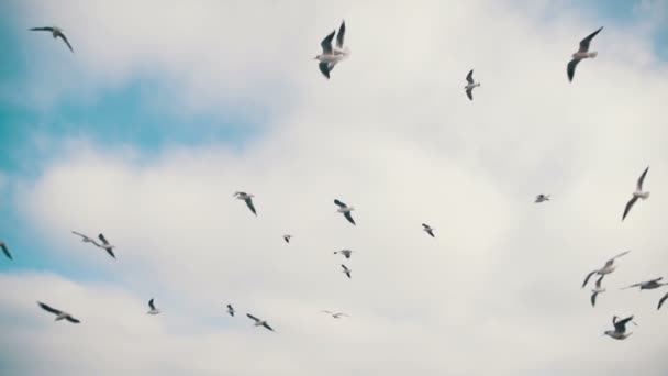 Möwen fliegen durch die Luft und fangen Nahrung vor blauem Himmel. Zeitlupe — Stockvideo