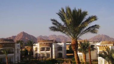 Sunny Hotel Resort mavi Havuzu, palmiye ağaçları ve Mısır'daki şezlong
