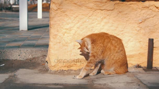 Chat sans abri rouge dans la rue au début du printemps .