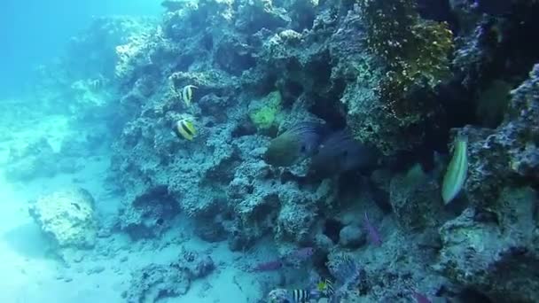 Red Sea, Mısır'daki mercan resif üzerinde iki büyük Morays — Stok video