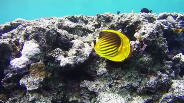 Vackra färgglada tropiska fiskar på levande korall korallrev under vattnet i Röda havet — Stockvideo