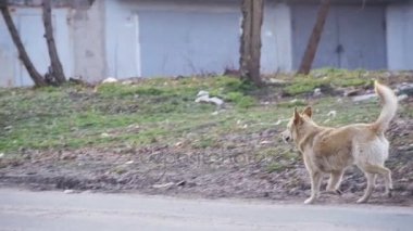 Sokak sokak köpeği. Ağır çekim