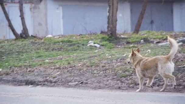 Straßenhunde auf der Straße. Zeitlupe — Stockvideo