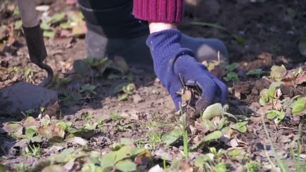 女性は、チョッパーと庭の雑草を掃除です。スローモーション — ストック動画