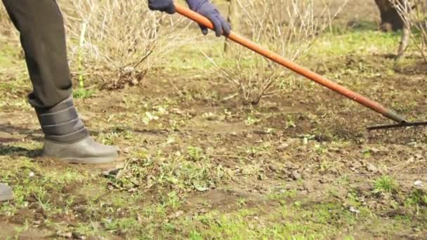 La mujer está limpiando las malas hierbas en el jardín con la herramienta de rastrillo. Moción lenta — Vídeos de Stock