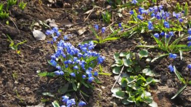 İlk Bahar ormanda mavi kardelen çiçek