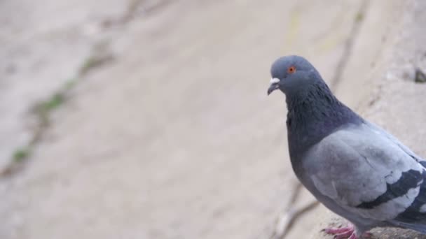 Colombe dans le parc au ralenti 
