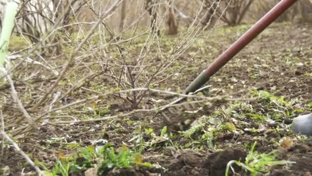 Žena je čištění plevel na zahradě nástrojem hrábě. Zpomalený pohyb — Stock video