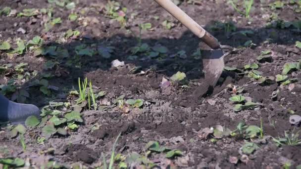 Žena je čištění plevel na zahradě s vrtulníkem. Zpomalený pohyb — Stock video