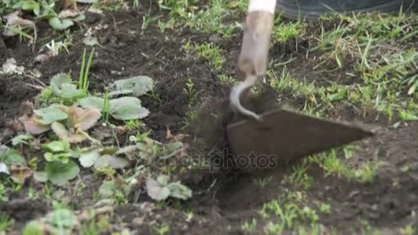 Žena je čištění plevel na zahradě s vrtulníkem. Zpomalený pohyb — Stock video
