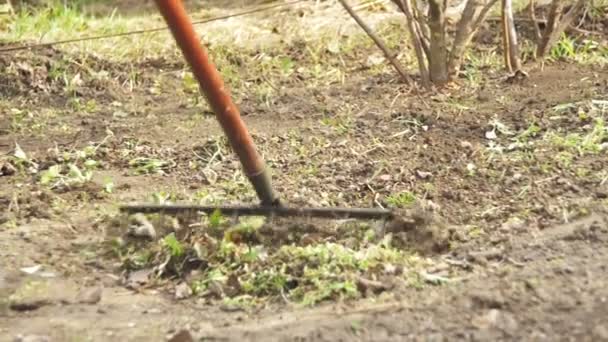 La donna sta pulendo le erbacce nel giardino con lo strumento Rake. Rallentatore — Video Stock