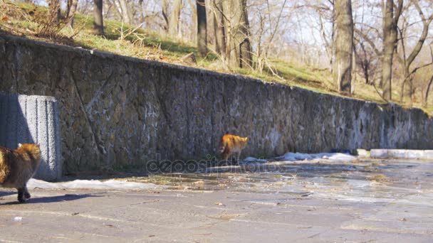 Les chats sans abri dans la rue au début du printemps — Video