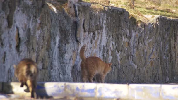 Dakloze katten op straat in het vroege voorjaar — Stockvideo