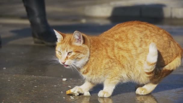 Κόκκινο άστεγο γάτα στα τρόφιμα τρώτε Street στο πάρκο στην πρώιμη άνοιξη. Αργή κίνηση — Αρχείο Βίντεο