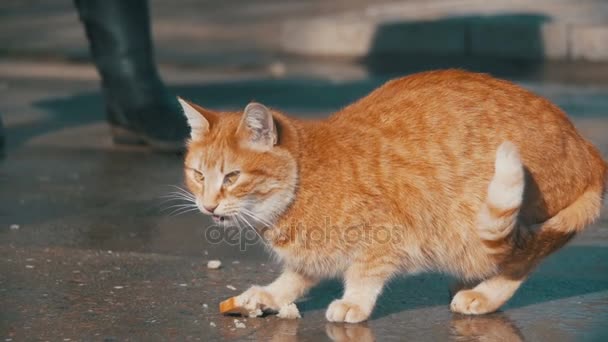 Красный бездомный кот на улице ест еду в парке ранней весной. Slow Motion — стоковое видео