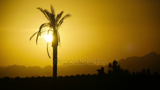 Silhouette of Tropical Palm Tree at Sunset, Time Lapse — Stock Video