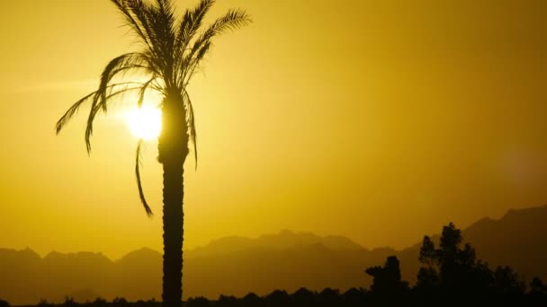 Sziluettjét trópusi Pálma napnyugtakor, idő telik el — Stock videók