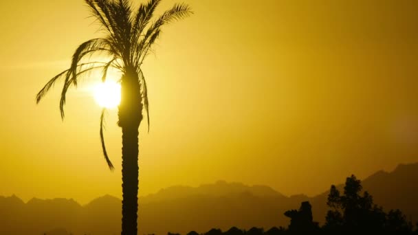 Silhouette of Tropical Palm Tree at Sunset, Time Lapse — Stock Video