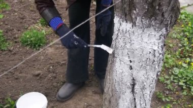 Bahçıvan badana ağaç gövdesi ile Bahçe, ağaç bakım bahar tebeşir. Ağır çekim