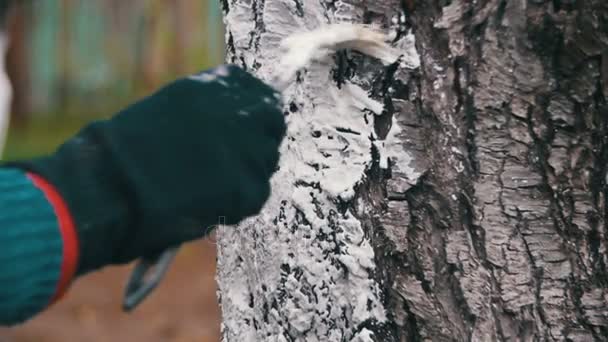 Jardinier Tronc d'arbres blanchis à la craie dans le jardin, Entretien des arbres au printemps. Mouvement lent — Video