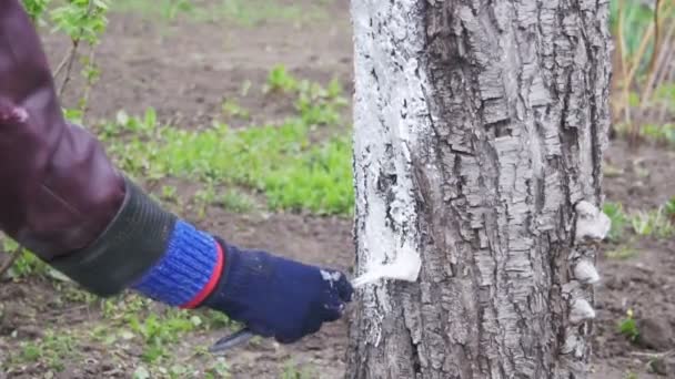 Ogrodnik wybielić pnia drzewa z kredy w ogrodzie, pielęgnacji drzew wiosną. Zwolnionym tempie — Wideo stockowe