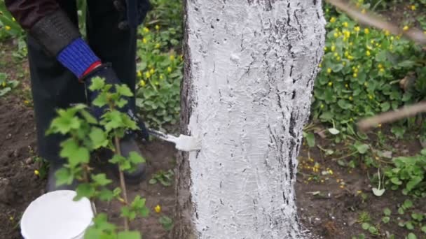庭師庭、春に木気でチョークでしっくいの木の幹。スローモーション — ストック動画