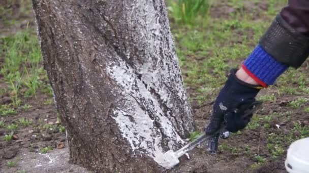 Jardineiro Whitewash Tree Trunk com giz no jardim, cuidados com as árvores na primavera. Movimento lento — Vídeo de Stock