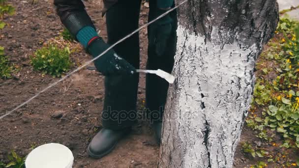 Bauletto da giardino con gesso in giardino, cura degli alberi in primavera. Rallentatore — Video Stock