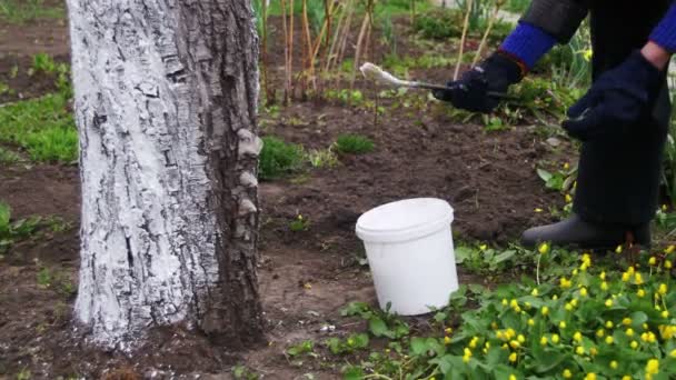 Садовник с белым стволом дерева с мелом в саду, уход за деревьями весной — стоковое видео