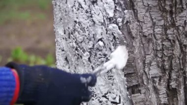 Bahçıvan badana ağaç gövdesi ile Bahçe, ağaç bakım bahar tebeşir. Ağır çekim